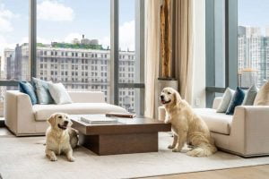 A Pet-Friendly Building - amenities in apartment