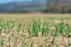 5 Best Grass Seeds for Sandy Soil